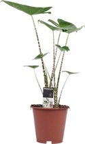 Alocasia Zebrina 'Olifantsoor' - Hoogte: ↑ 70 cm - Diameter pot: Ø 19 cm - Merk: Decorum