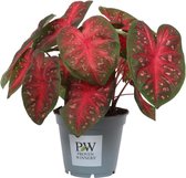 Caladium Fast Flash - Hoogte: ↑ 40 cm - diameter pot: Koop online in onze shop: Caladium Fast Flash 40 cm hoog. Potmaat Ø17 cm. Koop direct uit onze kwekerij. Latijnse naam: Caladi