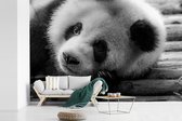 Behang - Fotobehang Rustende panda in het zwart-wit - Breedte 360 cm x hoogte 240 cm