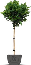 Japanse notenboom | Ginkgo biloba Menhir | Stamomtrek: 8-10 cm