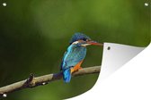Muurdecoratie Sri Lanka - Wild - IJsvogel - 180x120 cm - Tuinposter - Tuindoek - Buitenposter