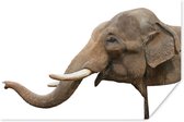 Poster Olifant - Tanden - Wit - 30x20 cm