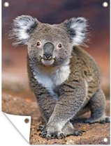 Tuinposter - Tuindoek - Tuinposters buiten - Dieren - Koala - Australië - 90x120 cm - Tuin