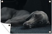 Muurdecoratie Hond - Ogen - Zwart - 180x120 cm - Tuinposter - Tuindoek - Buitenposter