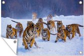 Muurdecoratie Tijger - Sneeuw - Wilde dieren - Winter - 180x120 cm - Tuinposter - Tuindoek - Buitenposter