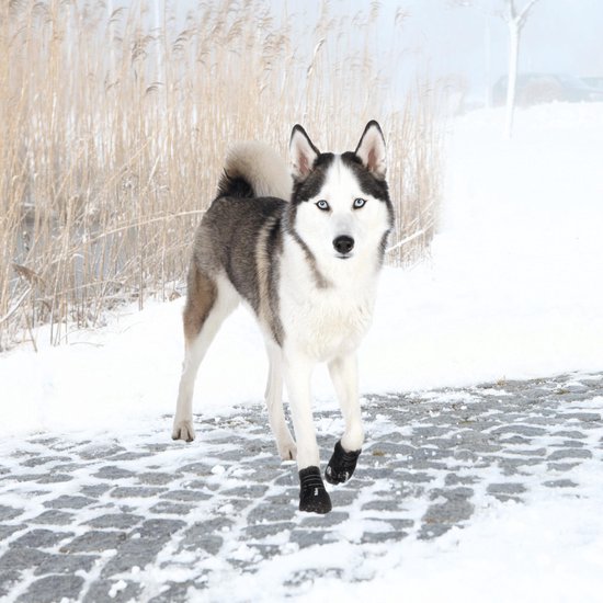 Husky met blauwe ogen, staand in de sneeuw met hondenschoenen aan.