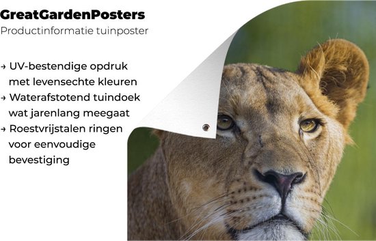 Poster Jardin jeune lionne 40x60 cm - petit - Toile de jardin / Toile d'extérieur / Peintures d'extérieur (décoration de jardin)