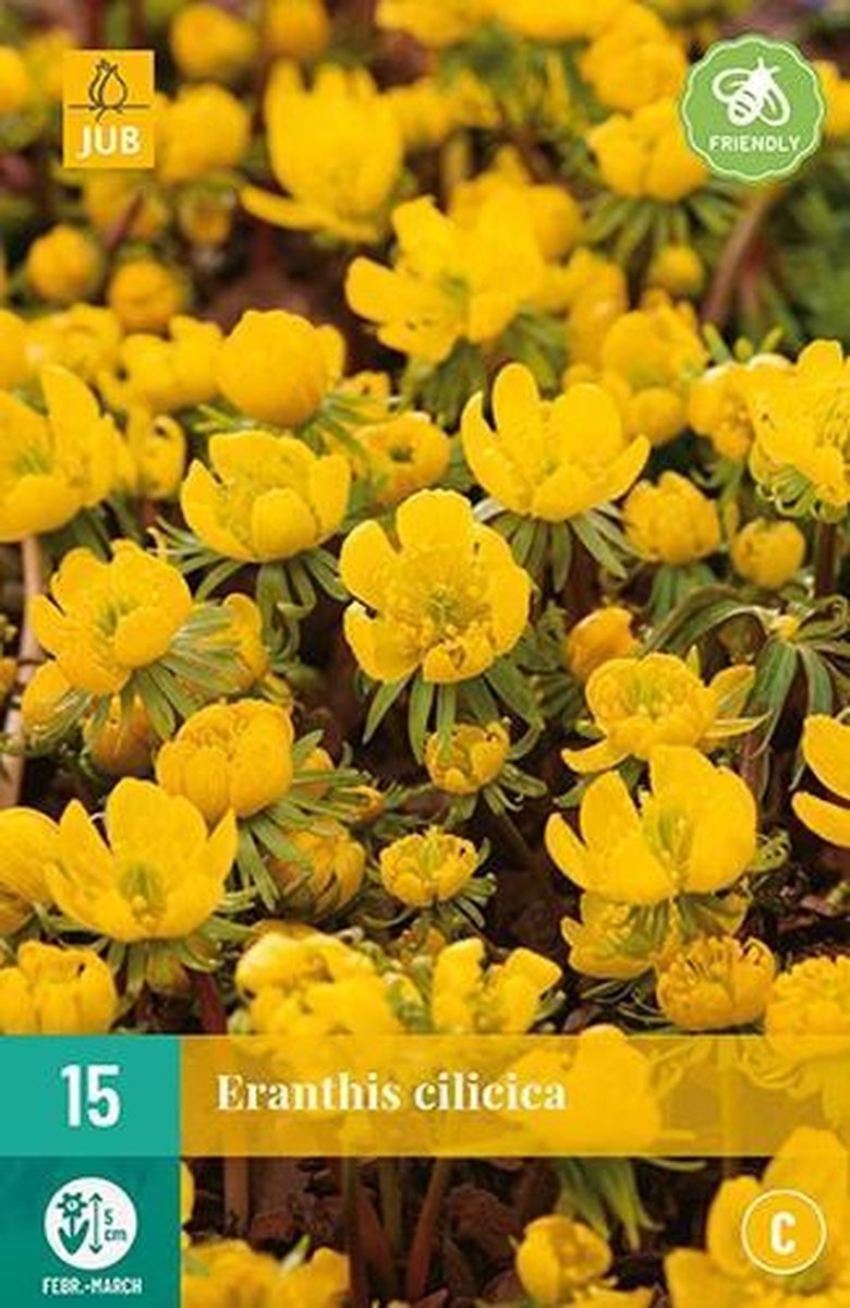 X 15 Eranthis cilicica