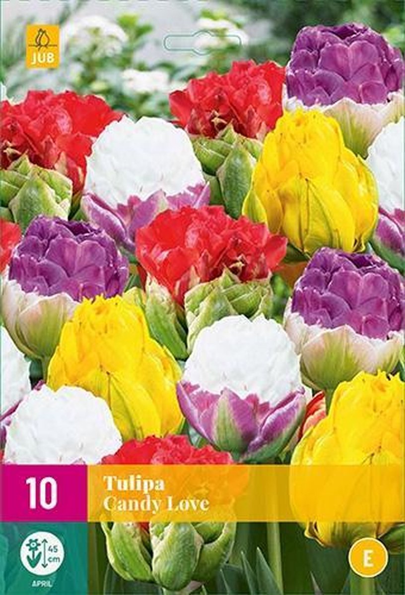 Jub Holland - bloembollen - Tulpen Cany Love - maat 11/12 - 10 stuks