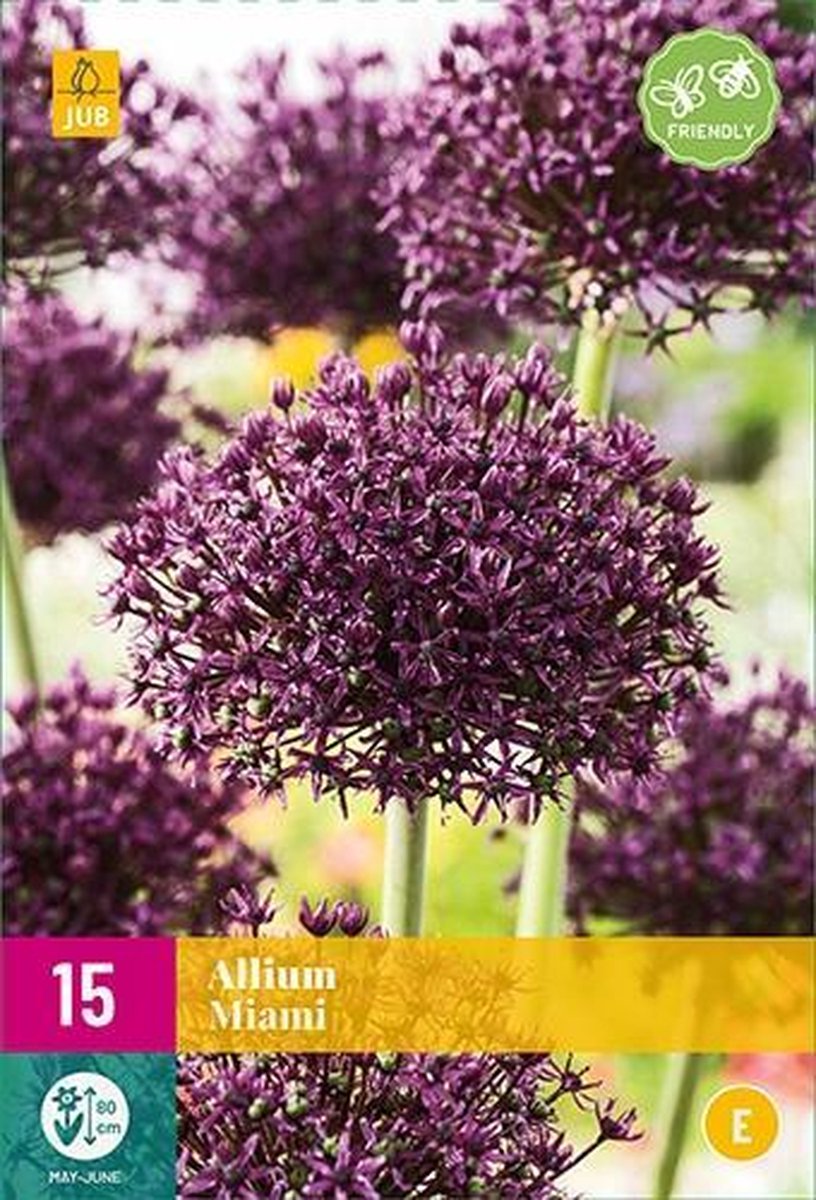 Jub Holland - bloembollen - Allium/Sierui Miami - maat 10/+ - 15 stuks