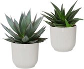 FloraExpert - Agave - 20 Cm - Ø 16