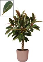 Ficus Elastica ‘Melany’ in ELHO Vibes Fold Rond sierpot  (delicaat roze) – ↨ 90cm – ⌀ 22cm