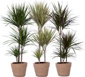 Kamerplanten van Botanicly – 3 × Drakenboom – Hoogte: 120 cm – Dracaena marginata mix