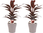 Hellogreen Kamerplant - Duo Cordyline Mambo - 40 cm - Anna Taupe