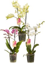 (3 stuks) Phalaenopsis Multiflora - Orchidee - Luchtzuiverende Kamerplant - ø12cm - 50cm