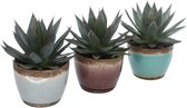 Hellogreen Kamerplant - Trio Agave ‘Shaka Zulu’ in Old Look keramiek