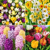 160x Bloembollenpakket - 'Februari tot Mei 90 dagen bloemen' - 160 bollen