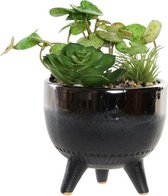Decoratieve plant DKD Home Decor Groen Grijs PVC Keramiek (12 x 12 x 18 cm)