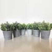 Kunstplanten ASSORTIE PACK 6 18cm MET POT IN GRIJS