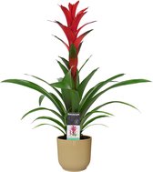 Bloem van Botanicly – Guzmania in beige ELHO plastic pot als set – Hoogte: 60 cm – Guzmania Ostara