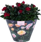 Bloem van Botanicly – Rosa Victory – Hoogte: 32 cm