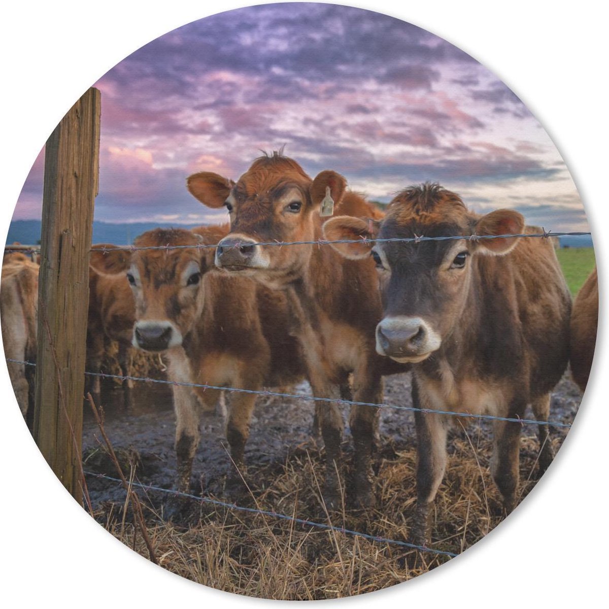 Muismat rond 30x30 cm - Mousepad Koe - Hek - Gras - Ronde muismatten