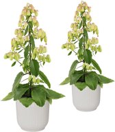 Hellogreen Kamerplant - Set van 2 - Magic Bells Kalanchoë - 65 cm - in ELHO Vibes Fold sierpot (zijdewit)