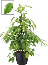Kamerplant van Botanicly – Treurvijg incl. sierpot zwart als set – Hoogte: 105 cm – Ficus benjamina Exotica