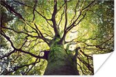 Poster Kalmerende takken van een groene boom - 30x20 cm