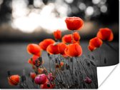 Poster Coquelicots rouges sur fond noir fond blanc - 160x120 cm XXL