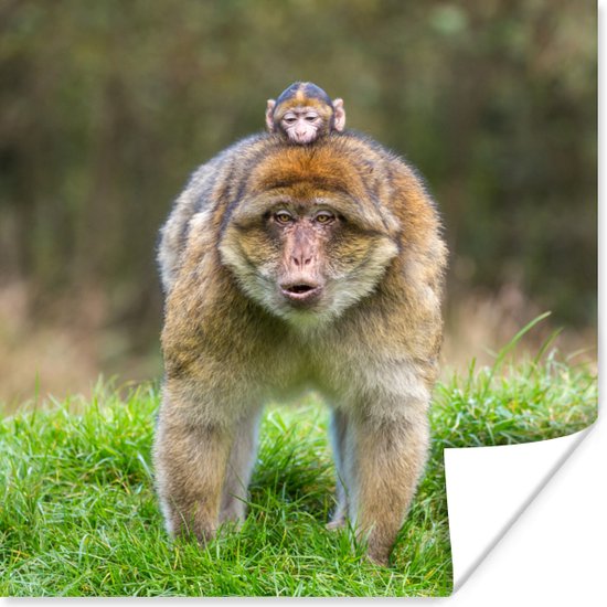Decimale Indringing Caius Aap met een baby aap op zijn rug 100x100 cm - Foto print op Poster  (wanddecoratie... | bol.com