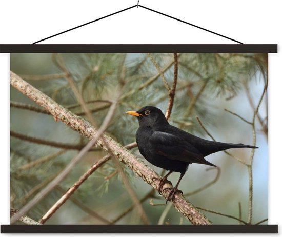 Porte-affiche avec affiche - Affiche scolaire - Vogel - Merle - Branches - Animaux - 150x100 cm - Lattes noires