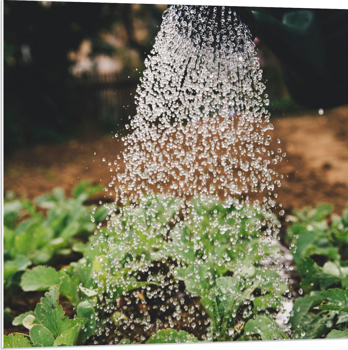 PVC Schuimplaat - Planten Water Geven met Gieter - 80x80 cm Foto op PVC Schuimplaat (Met O