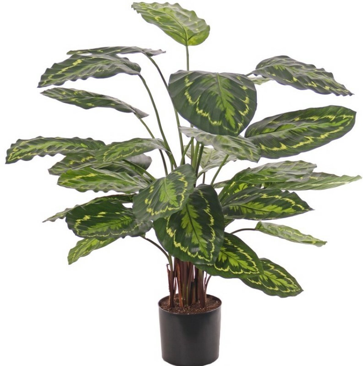 Kunstplant - Calathea Soseopicta hoogte 75cm