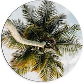 Dibond Muurcirkel - Palmboom vanaf onder - 70x70 cm Foto op Aluminium Muurcirkel (met ophangsysteem)