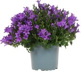 Campanula Addenda - Klokjesbloem purple potmaat 12cm - vaste plant - winterhard - Purple