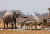 Fotobehang - Vlies Behang - Zebra's en Olifant in Afrika - Natuur - Dieren - 416 x 254 cm