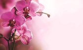 Fotobehang - Vlies Behang - Roze Orchidee op een Roze Achtergrond - 152,5 x 104 cm