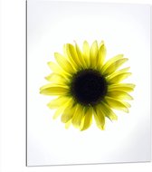 Dibond - Biovenaanzicht van een Gele Zonnebloem met Witte Ondergrond - 75x100 cm Foto op Aluminium (Met Ophangsysteem)