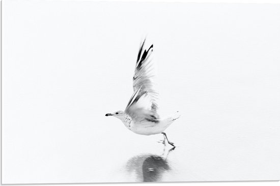 WallClassics - Verre acrylique - Vogel Witte volant au-dessus de l' Water - Photo 60 x 40 cm sur verre acrylique (avec système de suspension)
