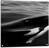 WallClassics - Tuinposter – Zwart met Witte Orka aan het Wateroppervlak (Zwart- wit) - 80x80 cm Foto op Tuinposter (wanddecoratie voor buiten en binnen)