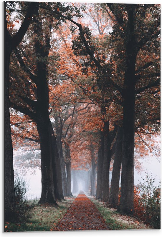 Dibond - Bomen met Herfstbladeren - 40x60 cm Foto op Aluminium (Met Ophangsysteem)