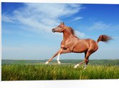 PVC Schuimplaat - Rood Arabisch Paard met Blauwe Lucht - 75x50 cm Foto op PVC Schuimplaat (Met Ophangsysteem)