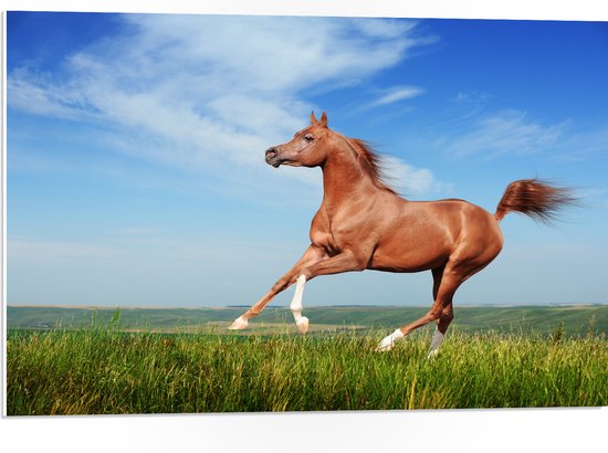 PVC Schuimplaat - Rood Arabisch Paard met Blauwe Lucht - 75x50 cm Foto op PVC Schuimplaat (Met Ophangsysteem)