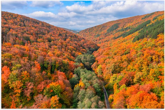 Poster Glanzend – Uitzicht van een Kleurrijk Bos in de Herfst - 90x60 cm Foto op Posterpapier met Glanzende Afwerking