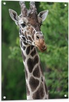 Tuinposter – Kop van Donkerkleurige Opzijkijkende Giraffe voor Groene Boomtoppen - 60x80 cm Foto op Tuinposter (wanddecoratie voor buiten en binnen)