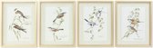 Schilderij DKD Home Decor 35 x 2,5 x 45 cm Traditioneel Vogels (4 Onderdelen)