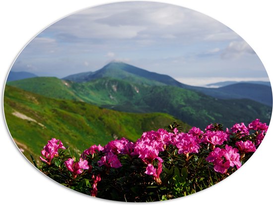 PVC Schuimplaat Ovaal - Groepje Roze Bloemen op Top van Berg in Berglandschap - 108x81 cm Foto op Ovaal (Met Ophangsysteem)