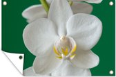 Muurdecoratie Orchidee met groene achtergrond - 180x120 cm - Tuinposter - Tuindoek - Buitenposter