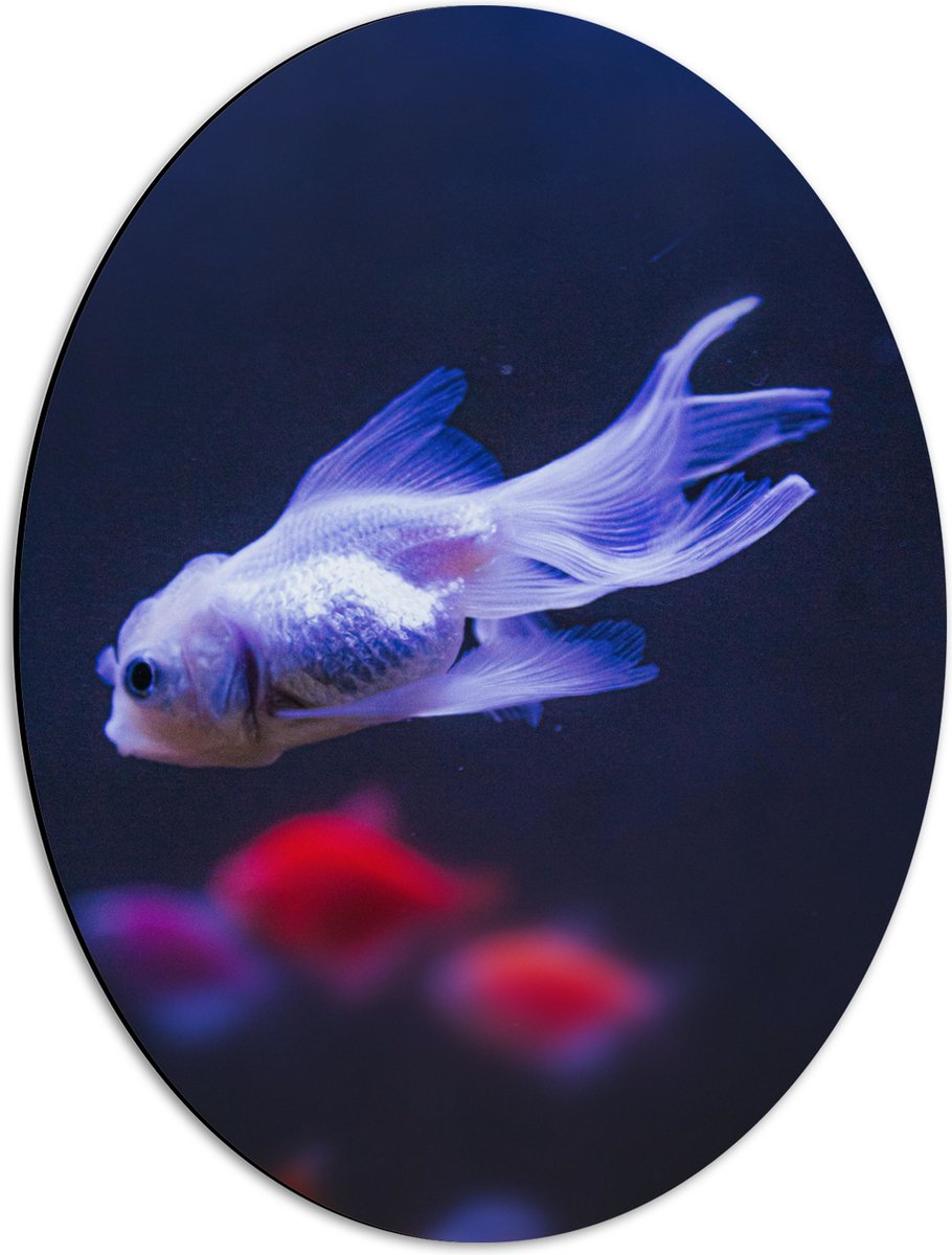 Dibond Ovaal - Mooie Witte Vis in het Aquarium - 42x56 cm Foto op Ovaal (Met Ophangsysteem)